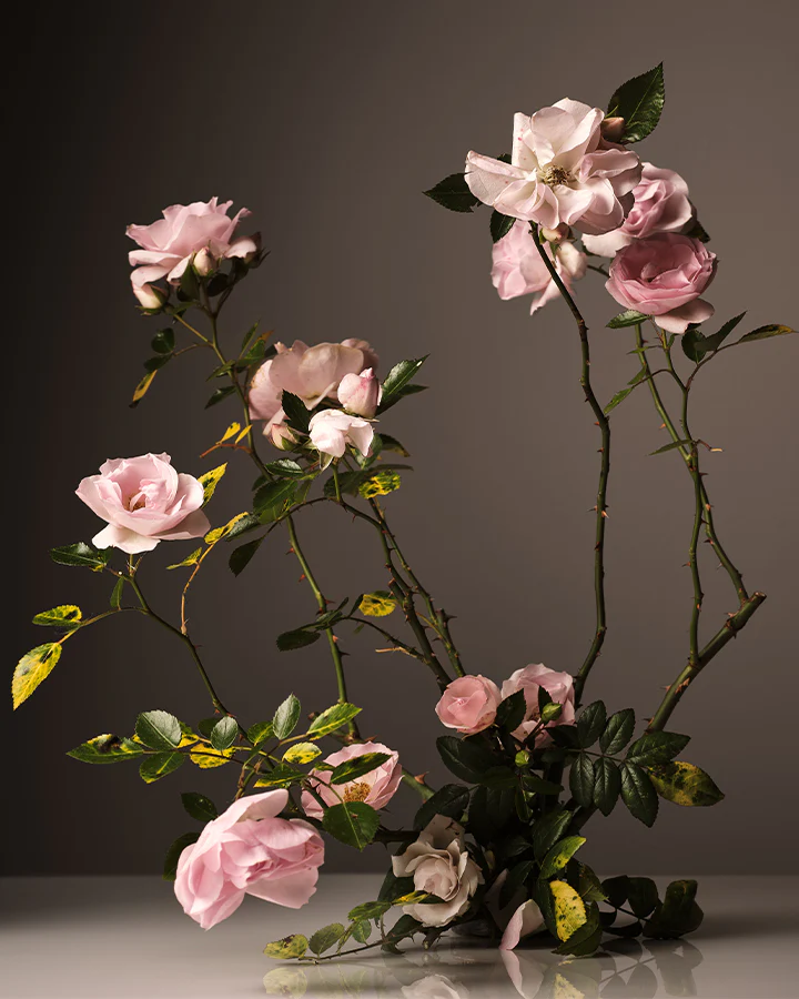Homecourt Steeped Rose Room Deodorant - Image 3